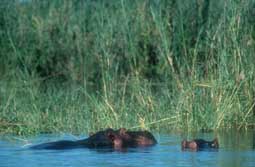 Südliches Afrika, Zimbabwe - Zambia - Malawi: Expeditionsreise - Flusspferde